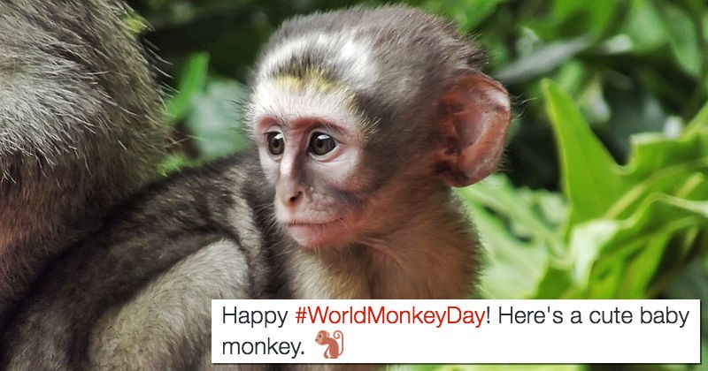 I Can Has Cheezburger Monkeys Funny Animals Online Cheezburger