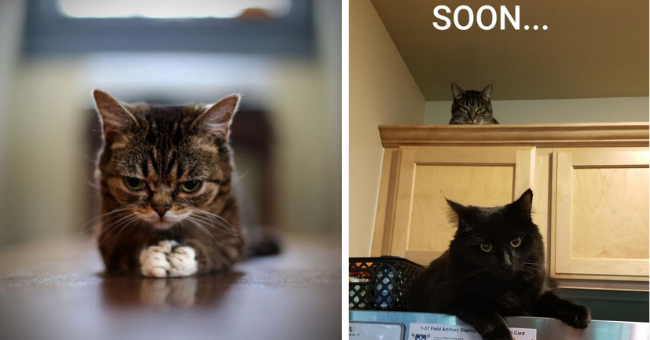 I Can Has Cheezburger Plotting Funny Animals Online Cheezburger