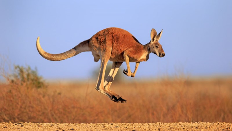 kangaroos are more intelligent than previously thought