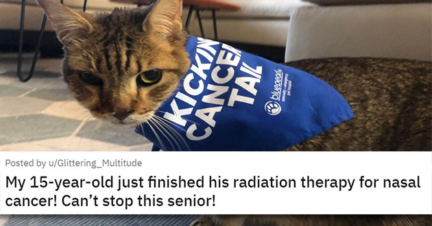 appreciation post for senior cats thumbnail of senior cat wearing blue bandana "My 15-year-old just finished his radiation therapy for nasal cancer! Can’t stop this senior!"
