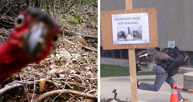 funny pictures of animals in the wild thumbnail includes two pictures including one of a bird photobombing a picture and another of a goose chasing a human in front of a sign that says 'AGRESSIVE GEESE KEEP WALKING'