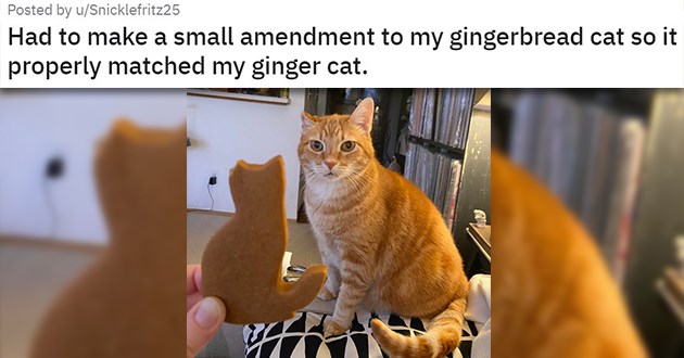 cat medley filled with cuteness, laughs, rescues, before and after, mourning and loss - thumbnail of gingerbread cat cookie with missing ear "Had to make a small amendment to my gingerbread cat so it properly matched my ginger cat."