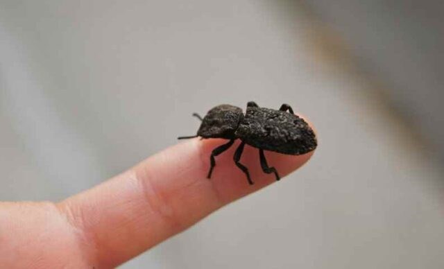 this is the world's toughest beetle