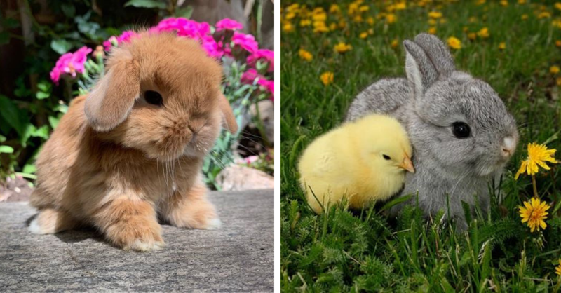 I Can Has Cheezburger Rabbits Funny Animals Online Cheezburger