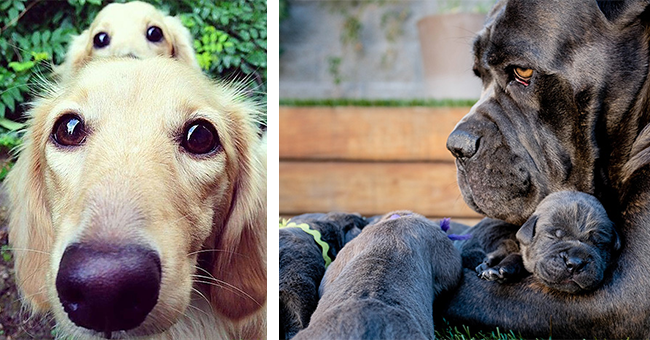 33 images of dog parents and puppies | thumbnail left parent-pup duo with beady eyes, thumbnail right parent dog embracing puppy