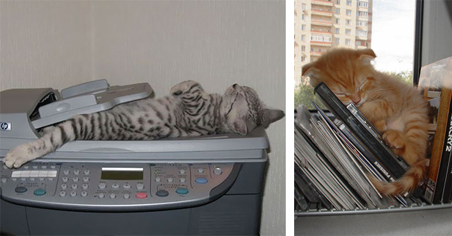 29 images of cats sleeping in various positions and places | thumbnail left cat sleeping, thumbnail right cat sleeping on shelf