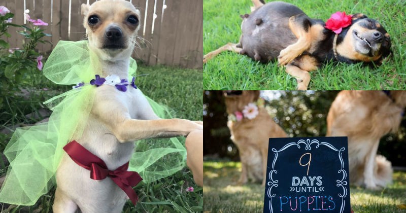 dogs,photoshoot,maternity,pregnant