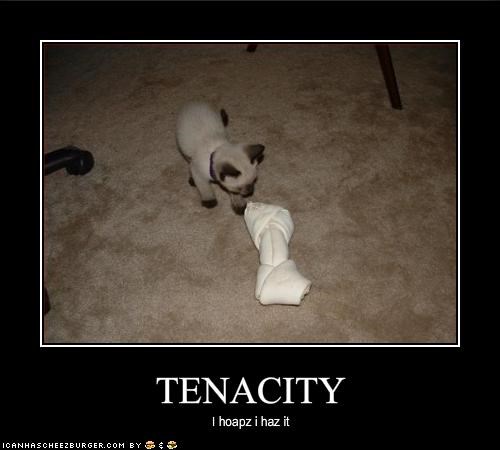 Image result for tenacity memes