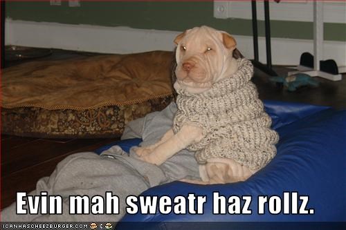 chair,clothing,Pillow,shar pei,sweater,wrinkles
