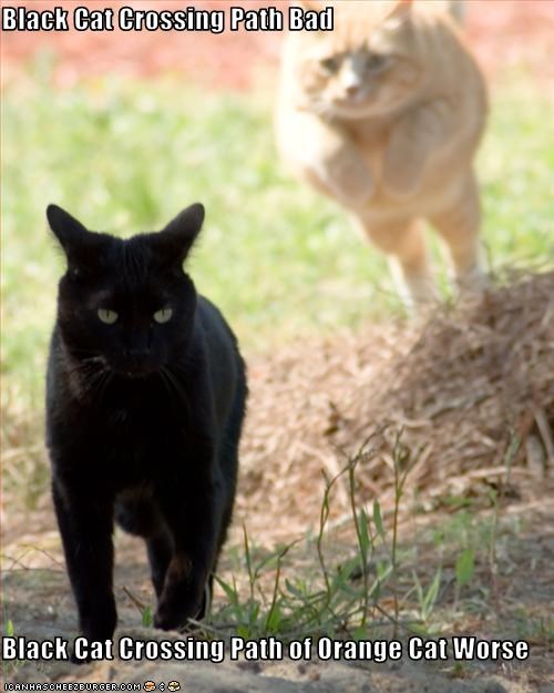 orange cat crossing your path
