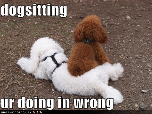dogs,Memes,Cats,funny