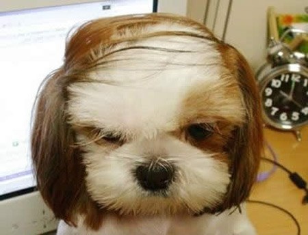 dogs,haircut,Cats,funny