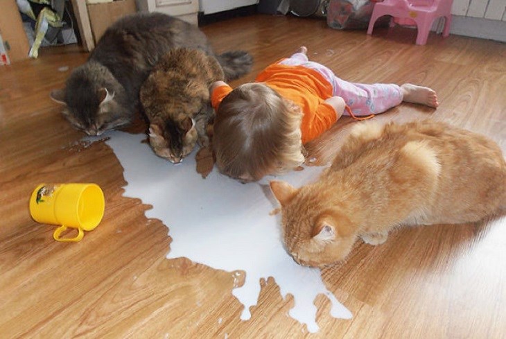 Funny pictures of cat mixed in with funny life lessons and pictures with animals and kids.