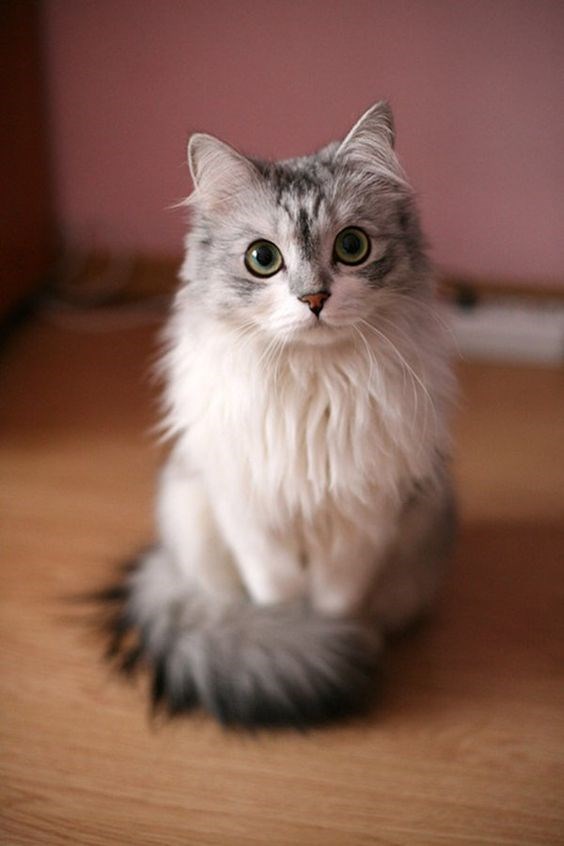 A very pretty and adorable cat staring into the camera and looks like a kitten - cover for a article about why a cats fur changes color over time