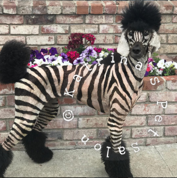 dog groomer turns her dog into a zebra