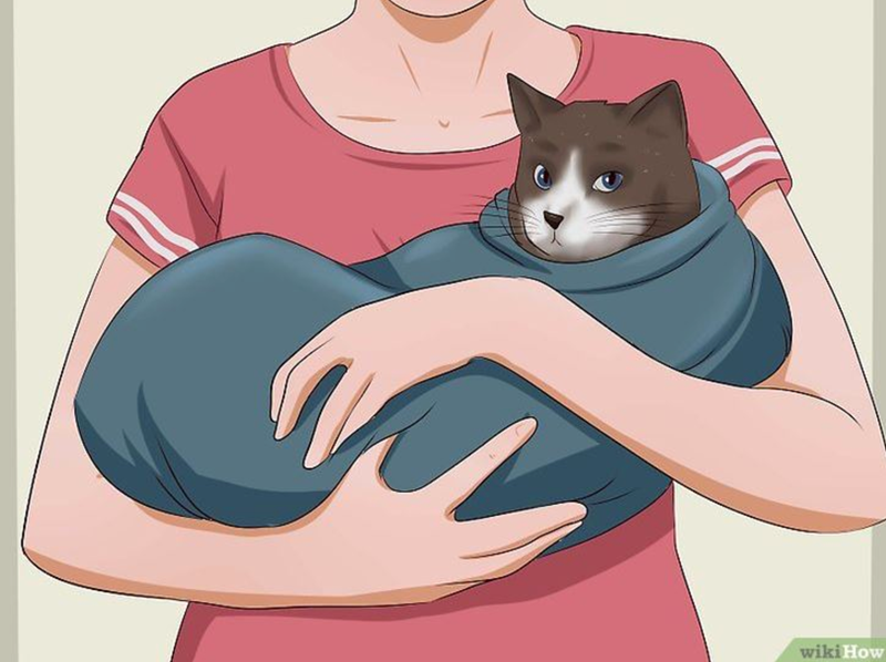 a funny comic kind of picture that has a cat wrapped in a purrito - cover for a funny step by step guide to giving your cat its medicine.