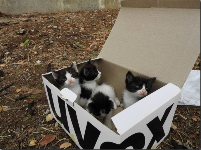 a picture of a box of black and white kittens - cover for a story about a dog that found a box of abandoned kittens in the mountains and took the role of father asap