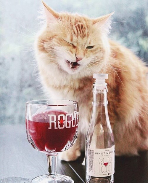 new wine for cats and dogs