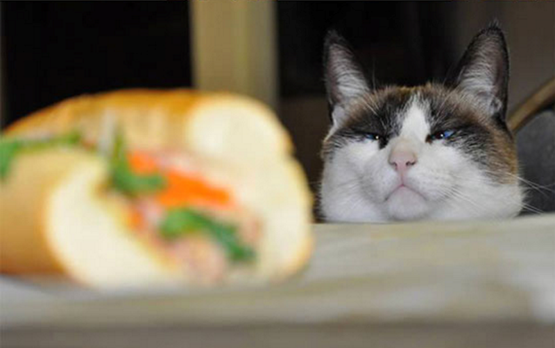 These Animals Staring At Food They Can T Have Will Make Your Thursday I Can Has Cheezburger