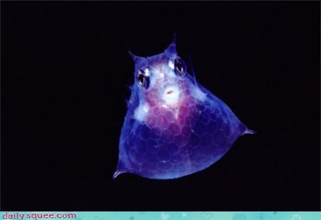 fish what what is it - 3035870208