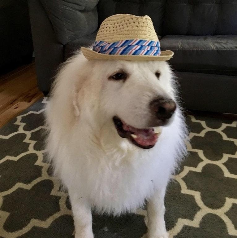 dogs in hats