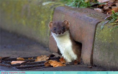 ears face weasel - 3610837504