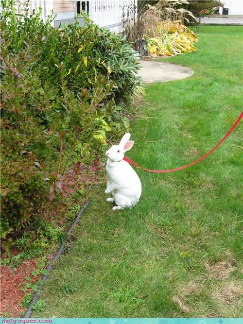 bunny face handsome - 3641795840