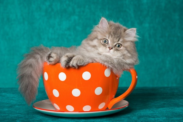 Here Are Some Interesting Facts About Teacup Kittens I Can Has Cheezburger