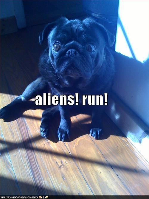 afraid,Aliens,invasion,light,pug,run,scared,ufo