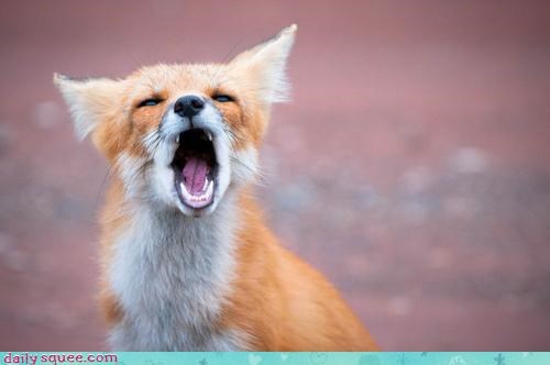 acting like animals browser cookies firefox fox frozen internet lingo literalism OS windows - 4343745536