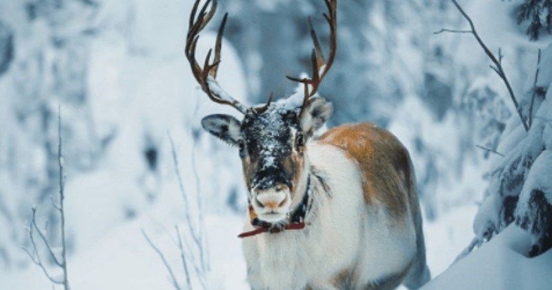 Forest art Finland animals photographer - 4374789