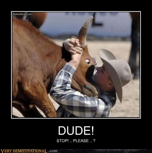 cow,fight,bull,cowboy