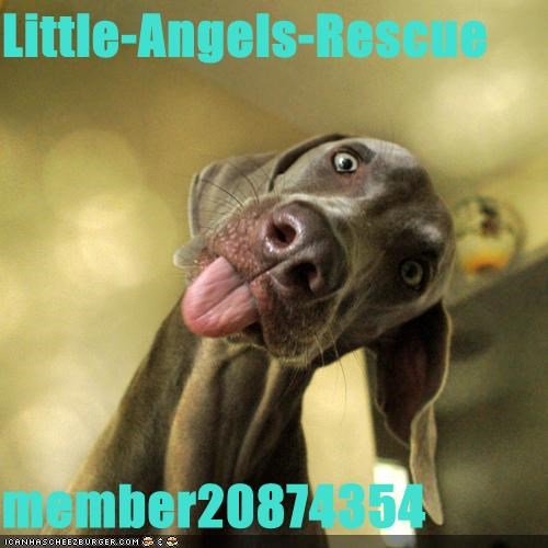 little angels rescue