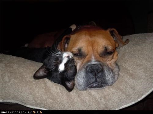 Cheezburger Image 4867301376