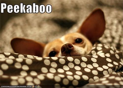 chihuahua,laying down,peekaboo,rest,resting,sweet,sweet face
