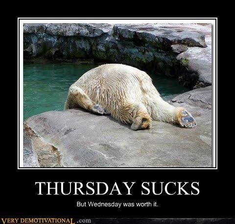 hangover,hilarious,polar bear,Thursday,wednesday