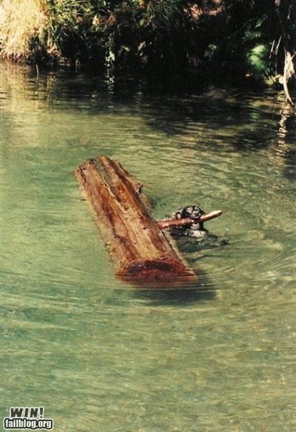 dogs fetch log pet pets river stick swimming - 5330040832