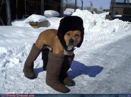 dog uggs,poor dog,too much clothing for an animal