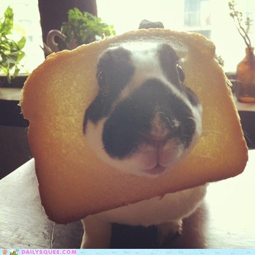 bread breading bunny fad Hall of Fame happy bunday meme rabbit reader squees - 5850674944