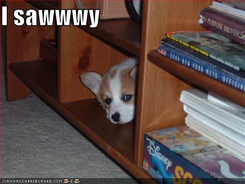 corgi,hiding,puppy,sorry