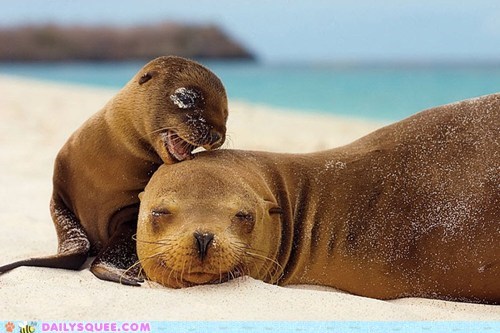 baby,beach,mommy,moms,ocean,sand,seals,sleeping in,squee