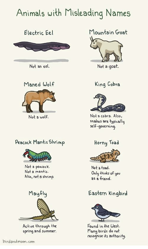 misleading,names,nomenclature,Chart,comic,animals