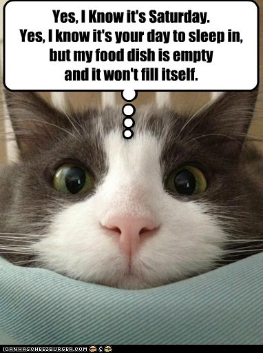 Image result for saturday cat meme