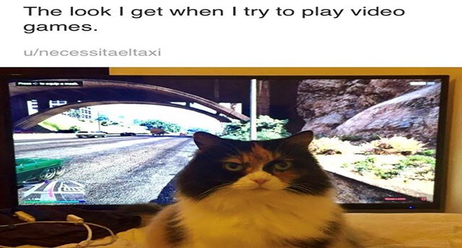hilarious lolz cute Memes cute cats lol funny cats Cats funny cat memes - 6455557