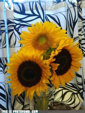 animal,Animal Bomb,cat,flowers,when you see it