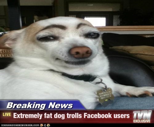 funny fat dog pictures