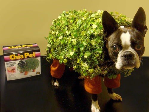 dog costumes,halloween costumes,chia pet