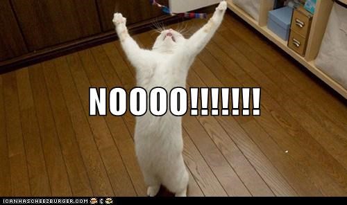 NOOOO!!!!!!! - Lolcats - lol | cat memes | funny cats | funny cat pictures  with words on them | funny pictures | lol cat memes | lol cats