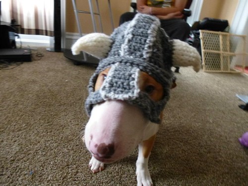 knight hat knits dogs