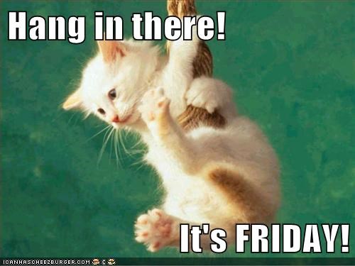 Image result for friday cat meme